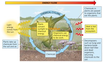 Energy flow and chemical cycling in an ecosystem