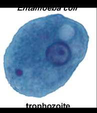 Entamoeba coli trophozoite