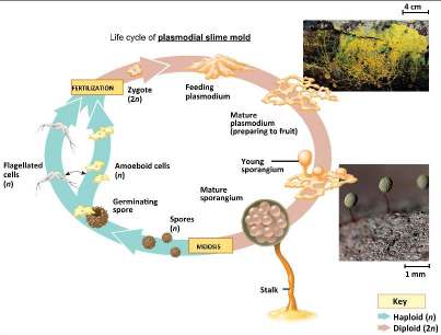 Life cycle of plasmodial slime mold