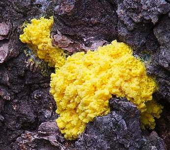 Physarum sp. plasmodium