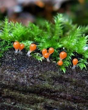 Trichia decipiens slime mold