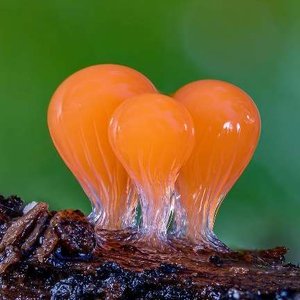 Tubifera ferruginosa slime mold