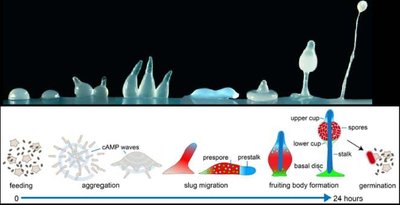 Dictyostelium discoideum life cycle