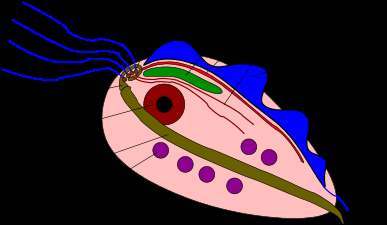 Trichomonas sp. structure