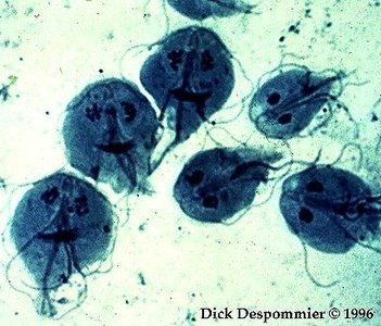 Giardia lamblia trophozoite