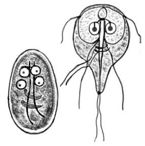 Giardia lamblia cyst and trophozoite