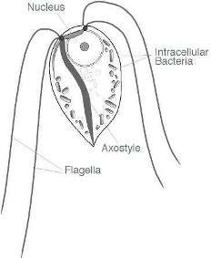 Oxymonadid protist in termite gut
