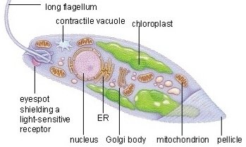 Euglena structure
