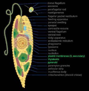 Euglena cell with eyespot and flagellum