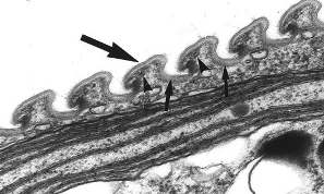 Euglena pellicle electron micrograph
