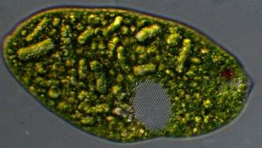 Lepocinclis spirogyroides (formerly Euglena spirogyra)