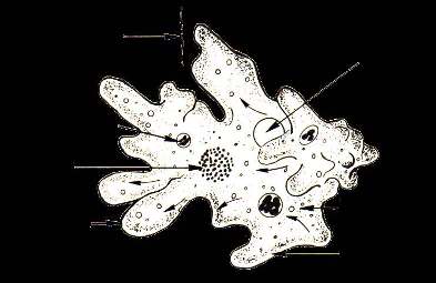Diagram of Amoeba structure