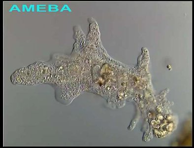 Live Amoeba under microscope