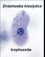 Entamoeba histolytica trophozoite