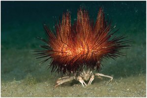 Carrier crab carrying a sea urchin for protection