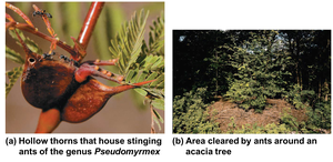 Mutualism between ants and acacia trees