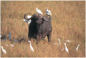 Commensalism: egrets and buffalo