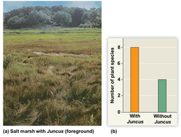 Facilitation by Juncus in salt marshes