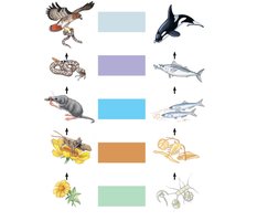 Trophic levels in terrestrial and marine food chains