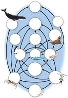 Food web in a marine community