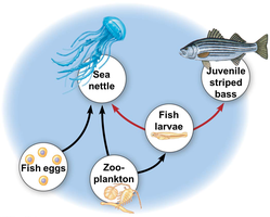 Food web showing multiple trophic levels