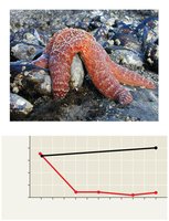 Keystone species experiment with Pisaster sea stars