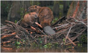 Beavers as ecosystem engineers