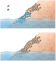 Experiment showing fundamental vs. realized niche in barnacles