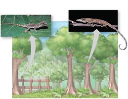 Resource partitioning in Anolis lizards