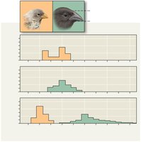 Character displacement in Galápagos finches