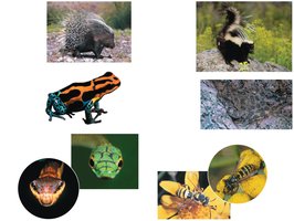 Defensive adaptations: mechanical, chemical, coloration, mimicry