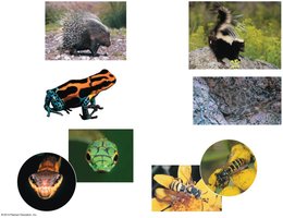 Examples of mimicry and defensive adaptations