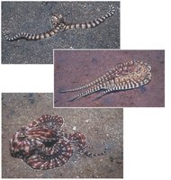 Mimicry in octopus species