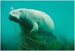 Manatee as an example of herbivory