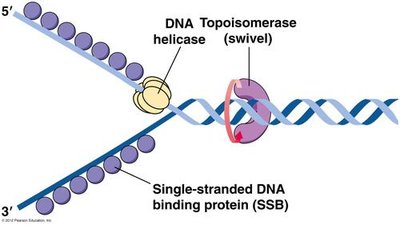 DNA replication fork with helicase and topoisomerase