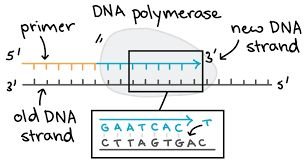DNA polymerase synthesizing new strand