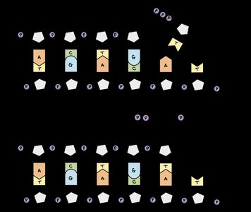 DNA polymerase activity on leading and lagging strands
