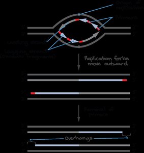 Telomere structure and replication