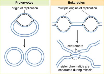 Origins of replication in prokaryotes and eukaryotes