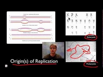 Replication origins and chromosome structure