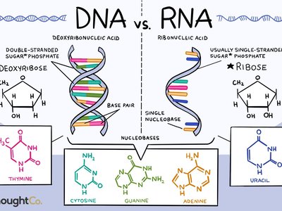Types of RNA: mRNA, rRNA, tRNA