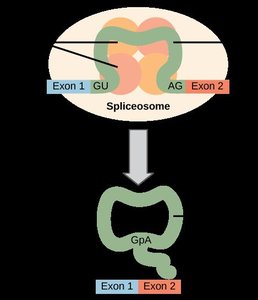 Spliceosome mechanism