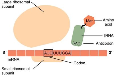 Translation initiation: ribosome and tRNA