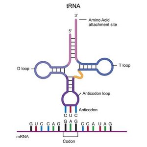 Translation elongation cycle