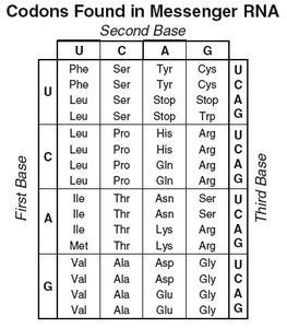 Codon table for mRNA