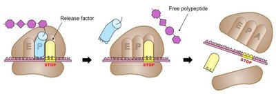 Translation termination: release factor and polypeptide release