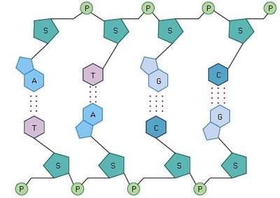 DNA structure showing base pairing and backbone