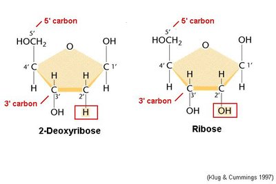 Comparison of deoxyribose and ribose sugars
