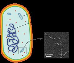 Prokaryotic cell with circular DNA