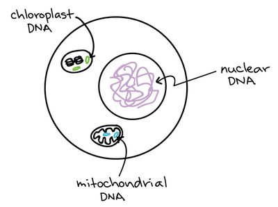 Eukaryotic cell with nuclear, mitochondrial, and chloroplast DNA